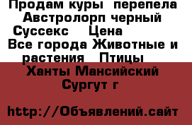 Продам куры, перепела. Австролорп черный. Суссекс. › Цена ­ 1 500 - Все города Животные и растения » Птицы   . Ханты-Мансийский,Сургут г.